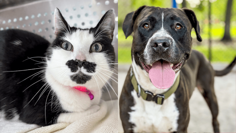 Ziva and Mack at Broward County Animal Care Seek Loving Homes