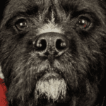 Could Your Dog Be a Hero? National Search Underway