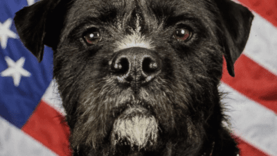 Could Your Dog Be a Hero? National Search Underway